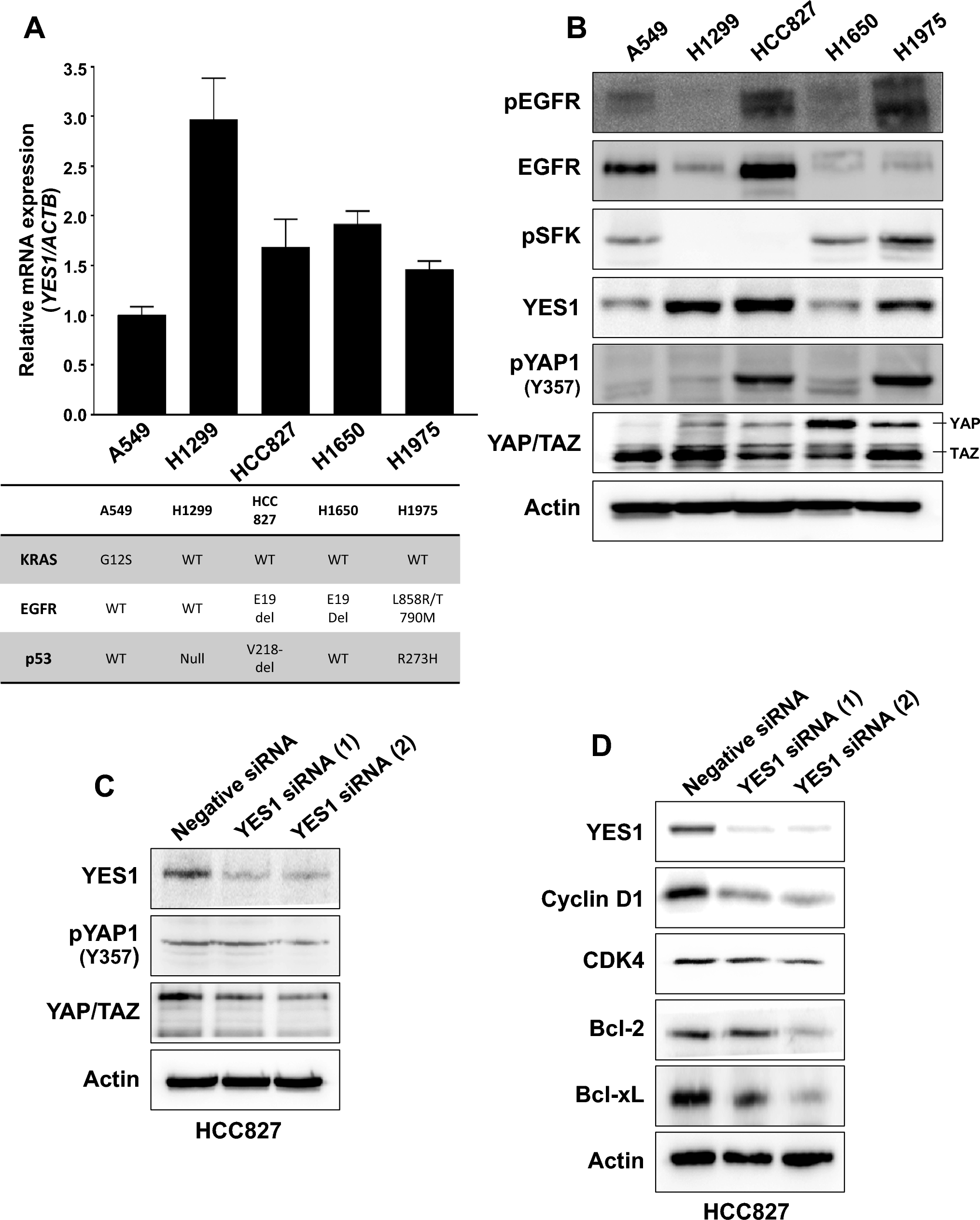 YES1 as a potential target to overcome drug resistance in EGFR-deregulated non-small cell lung cancer