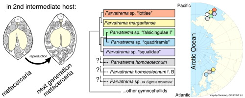 Parvatrema spp. (Digenea, Gymnophallidae) with parthenogenetic metacercariae: diversity, distribution and host specificity in the Palaearctic