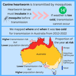 Temperature-bounded development of Dirofilaria immitis larvae restricts the geographical distribution and seasonality of its transmission: case study and decision support system for canine heartworm management in Australia