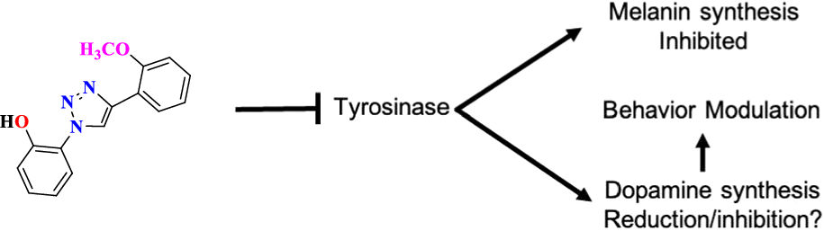 Evaluation of ortho-substituted Bis-Functionalized Triazoles as Tyrosinase Inhibitors: Modulating Dopamine Synthesis and Behavior in Zebrafish