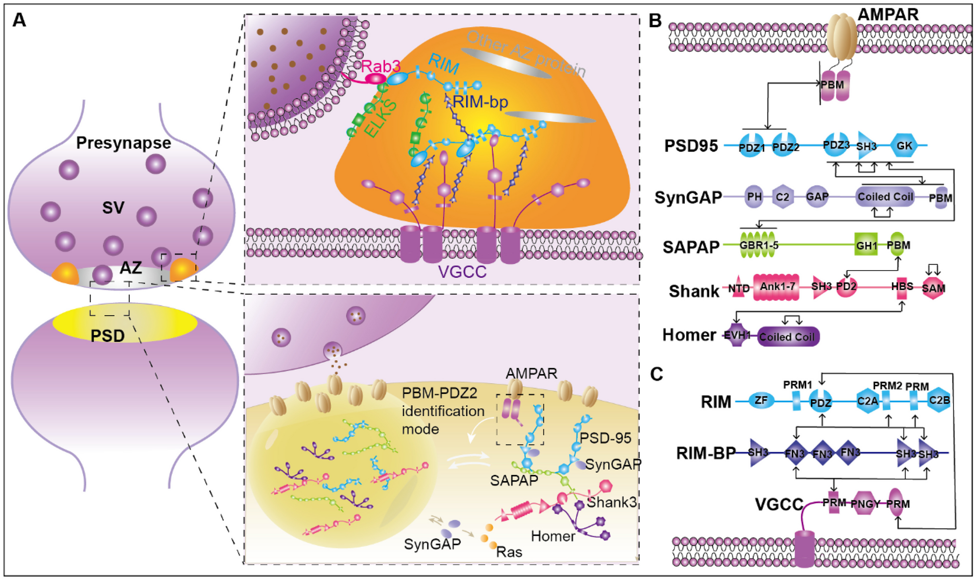 Physiological and pathological effects of phase separation in the central nervous system