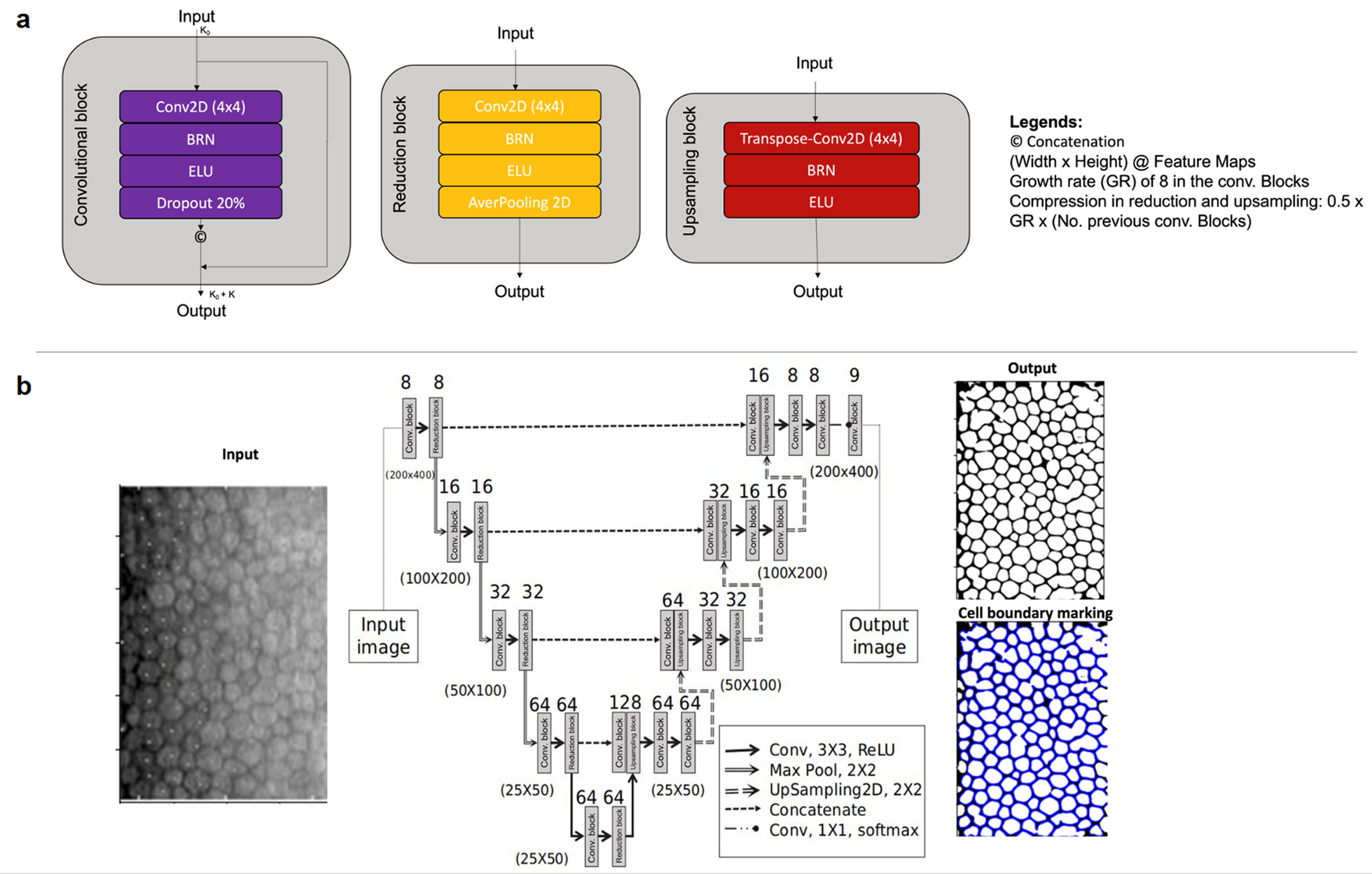 Potential applications of artificial intelligence in image analysis in cornea diseases: a review