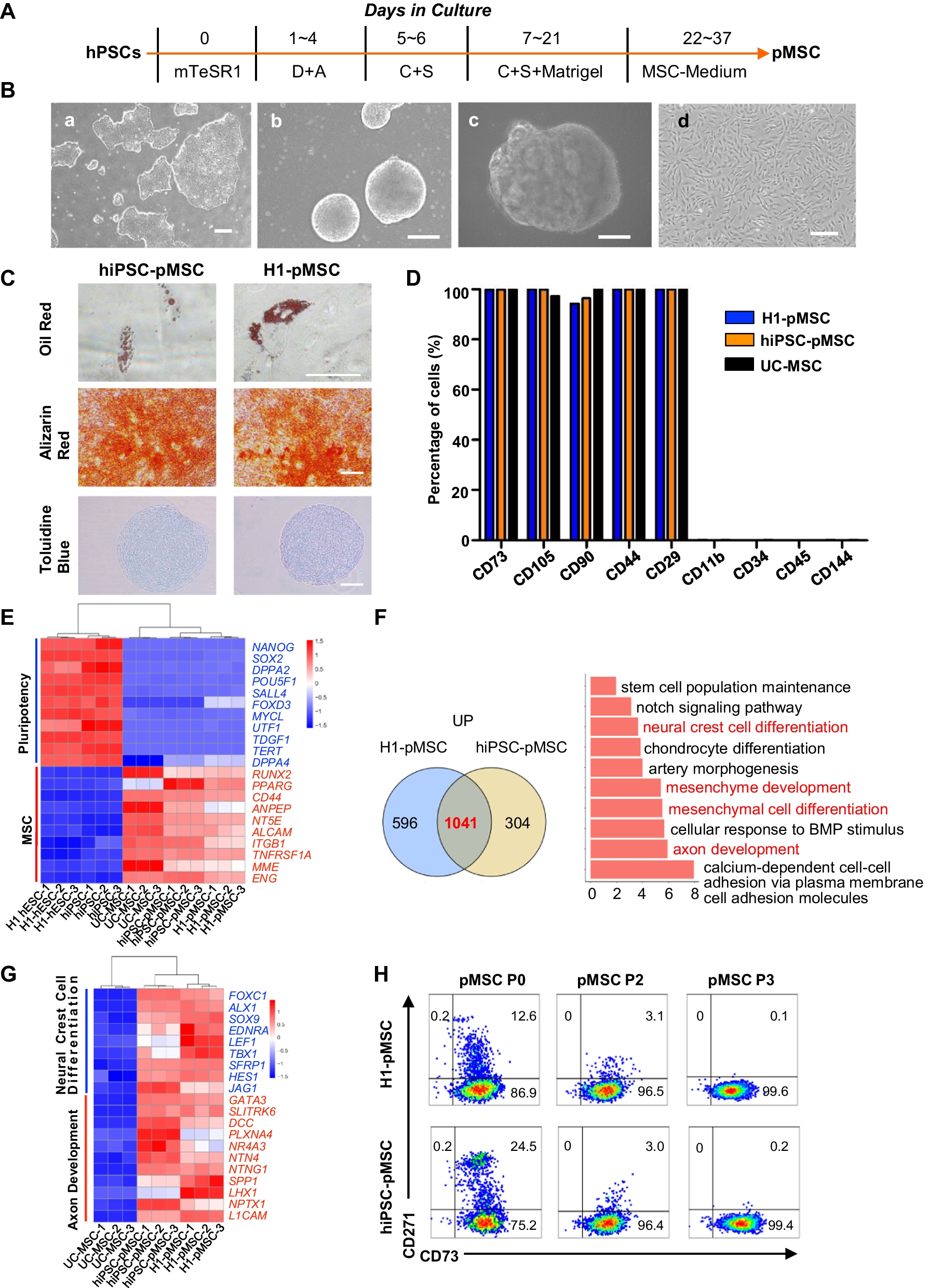 Mesenchymal stem/stromal cells from human pluripotent stem cell-derived brain organoid enhance the ex vivo expansion and maintenance of hematopoietic stem/progenitor cells
