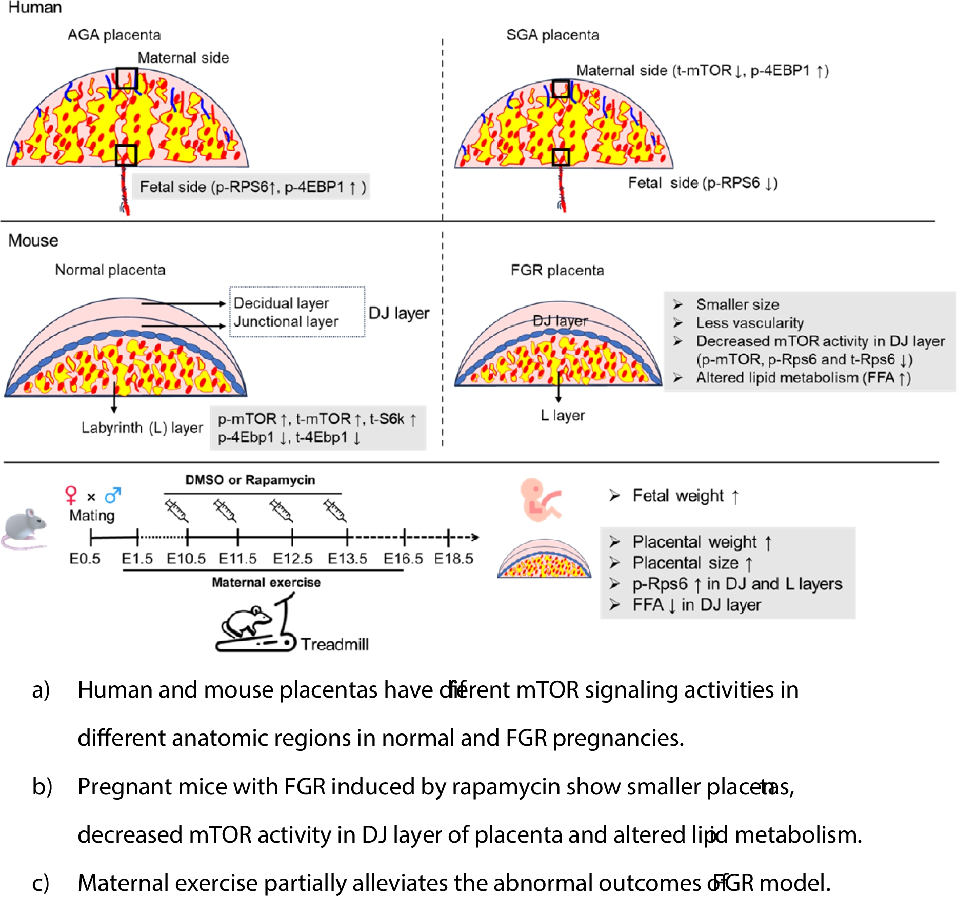 Fetal growth restriction exhibits various mTOR signaling in different regions of mouse placentas with altered lipid metabolism