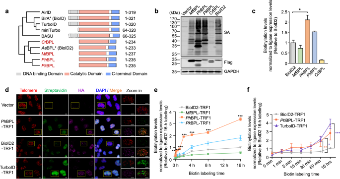 The rapid proximity labeling system PhastID identifies ATP6AP1 as an unconventional GEF for Rheb