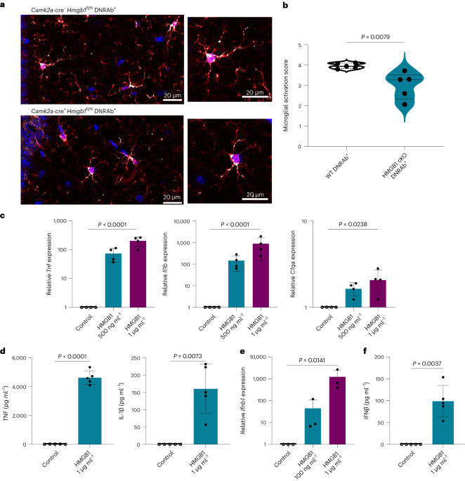 Lupus autoantibodies initiate neuroinflammation sustained by continuous HMGB1:RAGE signaling and reversed by increased LAIR-1 expression