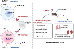 CADHERIN-11 regulation of myeloid phagocytes and autoimmune inflammation in murine lupus