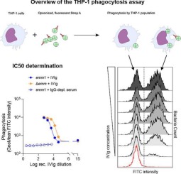 A flow cytometry-based assay to determine the ability of anti-Streptococcus pyogenes antibodies to mediate monocytic phagocytosis in human sera