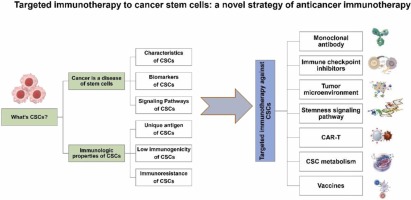 Targeted immunotherapy to cancer stem cells: A novel strategy of anticancer immunotherapy