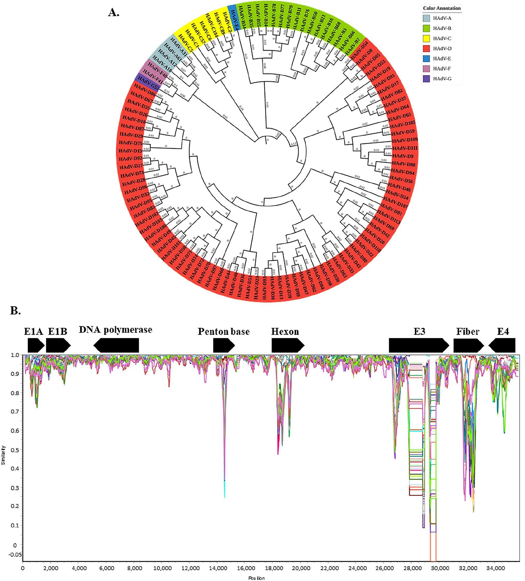 Genomic Evolution and Recombination Dynamics of Human Adenovirus D Species: Insights from Comprehensive Bioinformatic Analysis