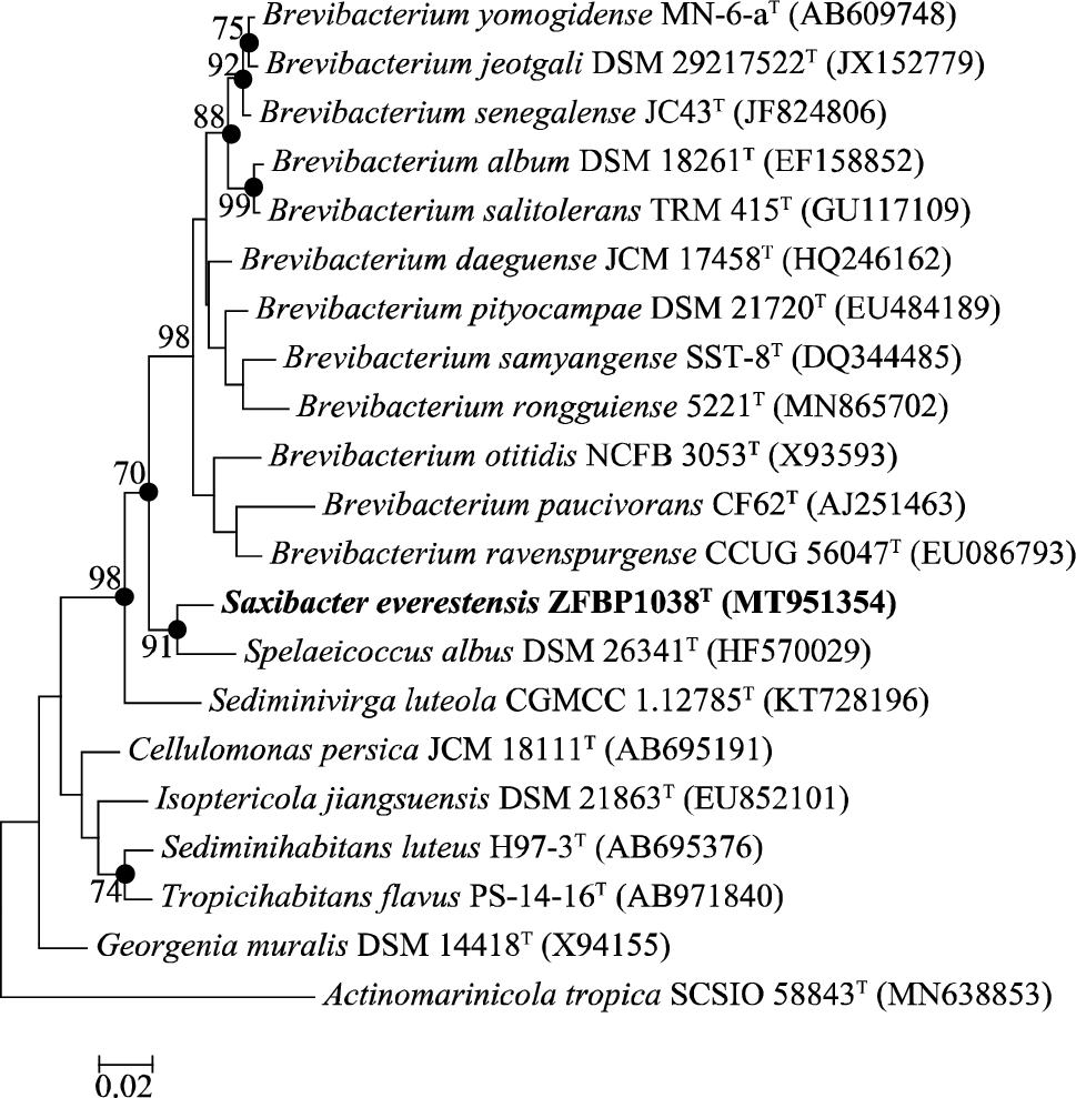 Saxibacter everestensis gen. nov., sp. nov., A Novel Member of the Family Brevibacteriaceae, Isolated from the North Slope of Mount Everest