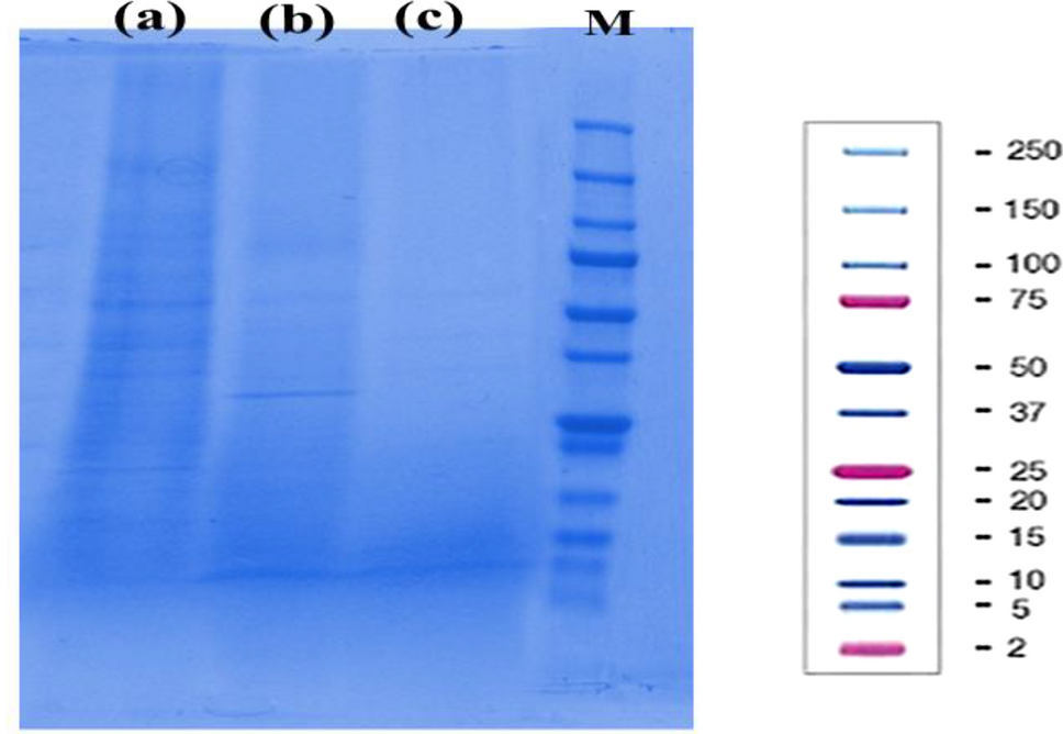 Peptide recovery from chicken feather keratin and their anti-biofilm properties against methicillin-resistant Staphylococcus aureus (MRSA)
