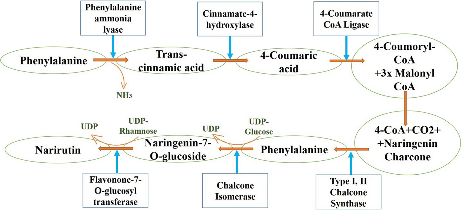 A mechanistic review of the pharmacological potential of narirutin: a dietary flavonoid