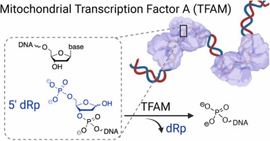 Mitochondrial Transcription Factor A (TFAM) Has 5'-Deoxyribose Phosphate Lyase Activity in Vitro