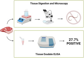 First use of tissue exudate serology to identify Toxocara spp. infection in food animals