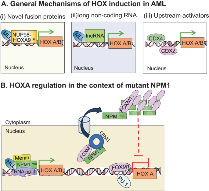 Regulation of HOX gene expression in AML