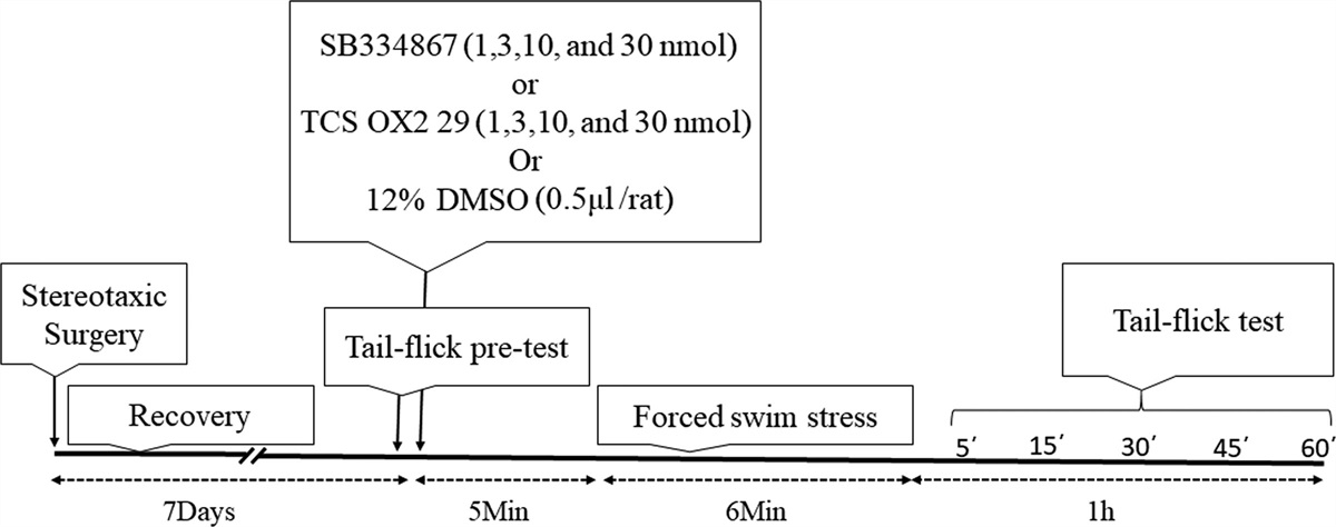 Intra-accumbal orexinergic system contributes to the stress-induced antinociceptive behaviors in the animal model of acute pain in rats