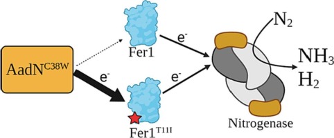 Characterization of ferredoxins involved in electron transfer pathways for nitrogen fixation implicates differences in electronic structure in tuning 2[4Fe<img class="glyph" src="https://sdfestaticassets-us-east-1.sciencedirectassets.com/shared-assets/16/entities/sbnd" />4S] Fd activity