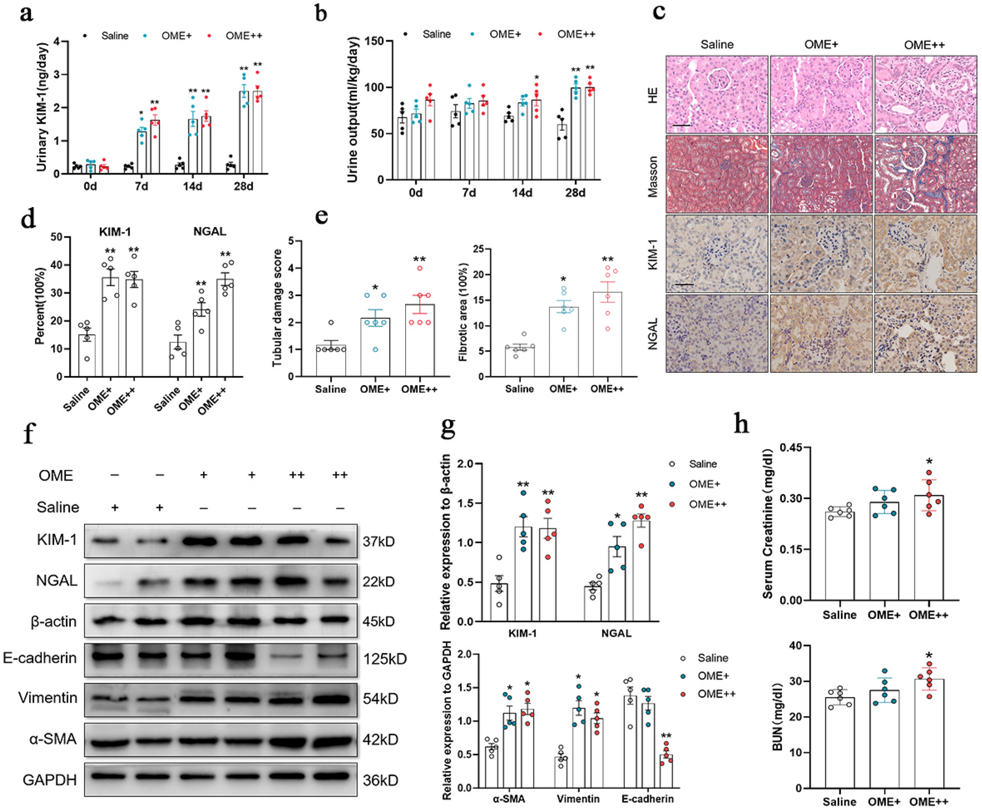 Blockade of aryl hydrocarbon receptor restricts omeprazole-induced chronic kidney disease