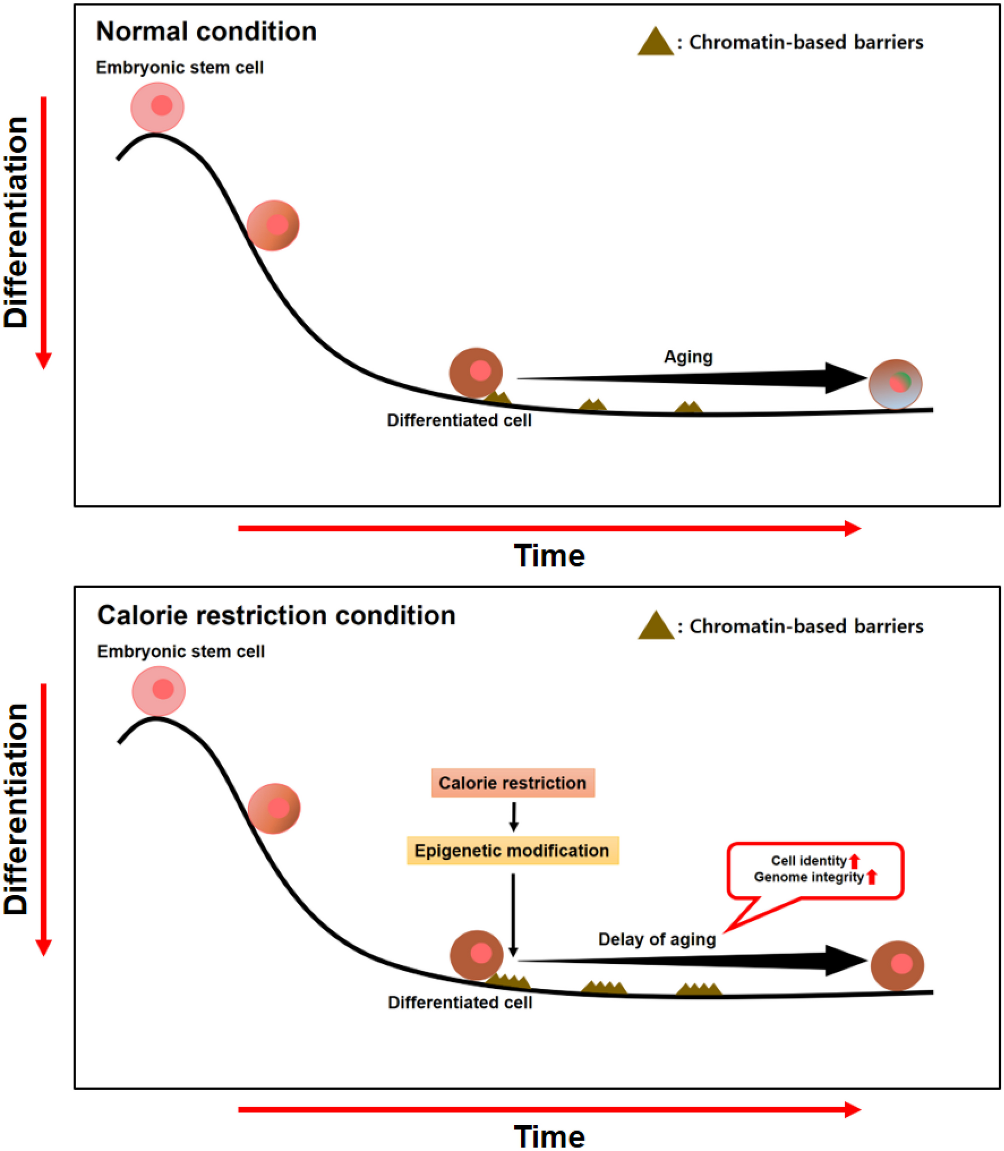 How calorie restriction slows aging: an epigenetic perspective