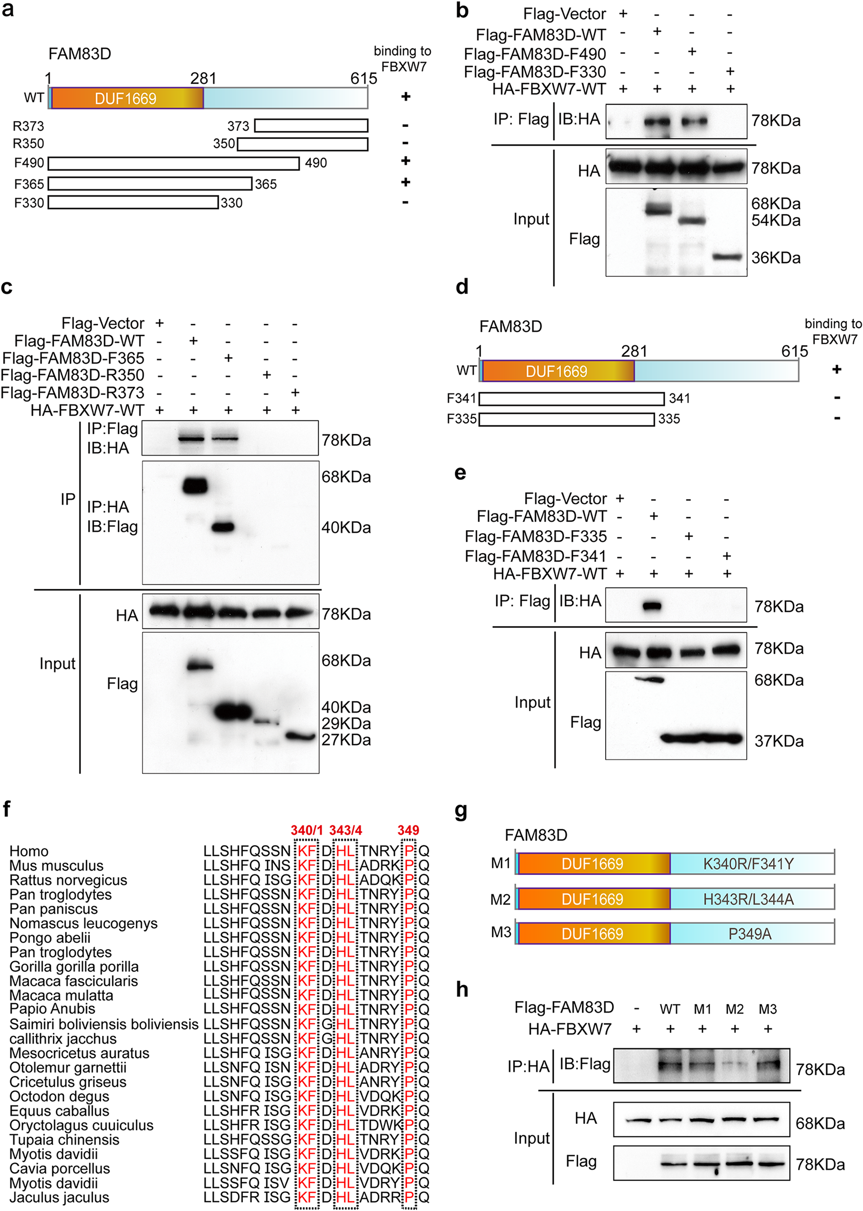 The FBXW7-binding sites on FAM83D are potential targets for cancer therapy