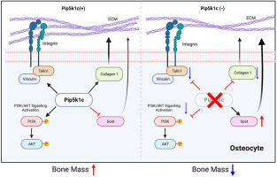 Pip5k1c expression in osteocytes regulates bone remodeling in mice