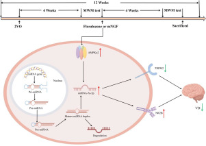 Floralozone regulates MiR-7a-5p expression through AMPKα2 activation to improve cognitive dysfunction in vascular dementia