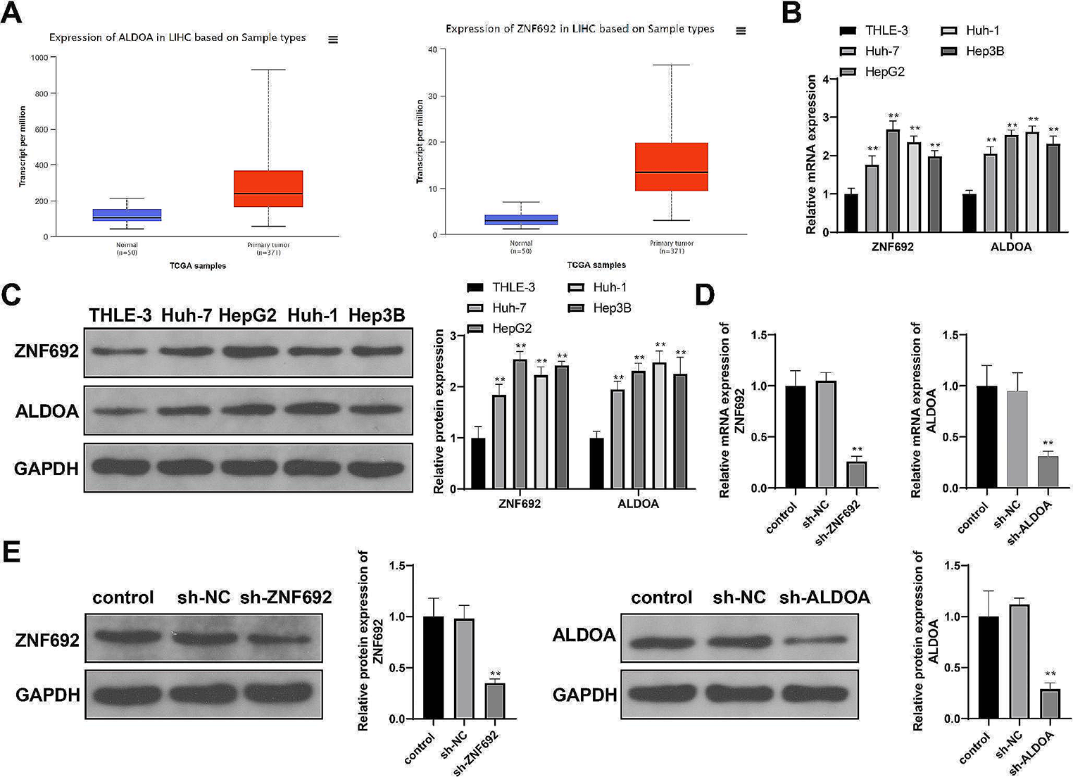 ZNF692 drives malignant development of hepatocellular carcinoma cells by promoting ALDOA-dependent glycolysis