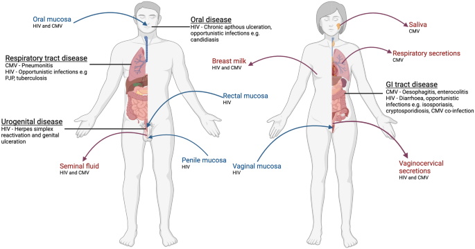 Mucosal T-cell responses to chronic viral infections: Implications for vaccine design