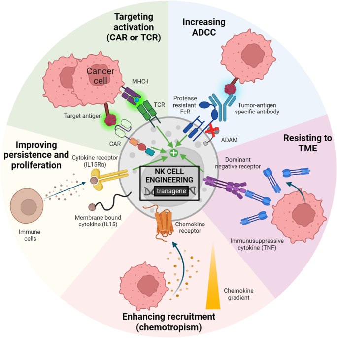 Development of NK cell-based cancer immunotherapies through receptor engineering