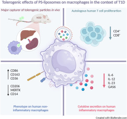 Targeting macrophages with phosphatidylserine-rich liposomes as a potential antigen-specific immunotherapy for type 1 diabetes