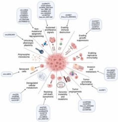 Involvement of CircRNAs in regulating The “New Generation of Cancer Hallmarks”: A Special Depiction on Hepatocellular Carcinoma