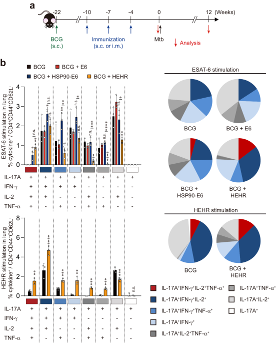 BCG-booster vaccination with HSP90-ESAT-6-HspX-RipA multivalent subunit vaccine confers durable protection against hypervirulent Mtb in mice