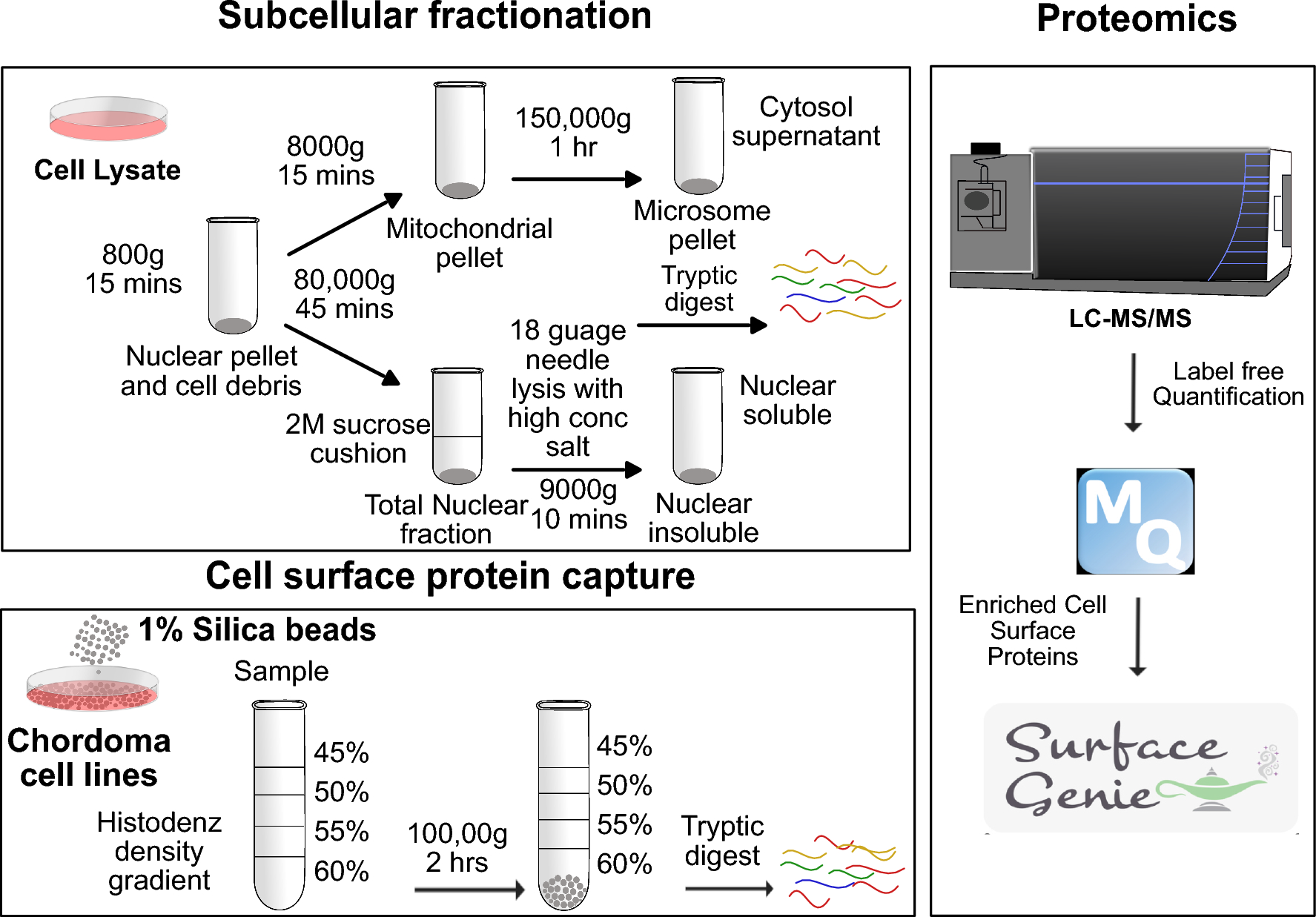 Organelle resolved proteomics uncovers PLA2R1 as a novel cell surface marker required for chordoma growth