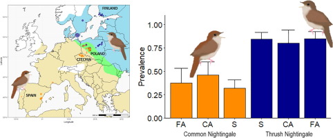 Sympatry in a nightingale contact zone has no effect on host-specific blood parasite prevalence and lineage diversity