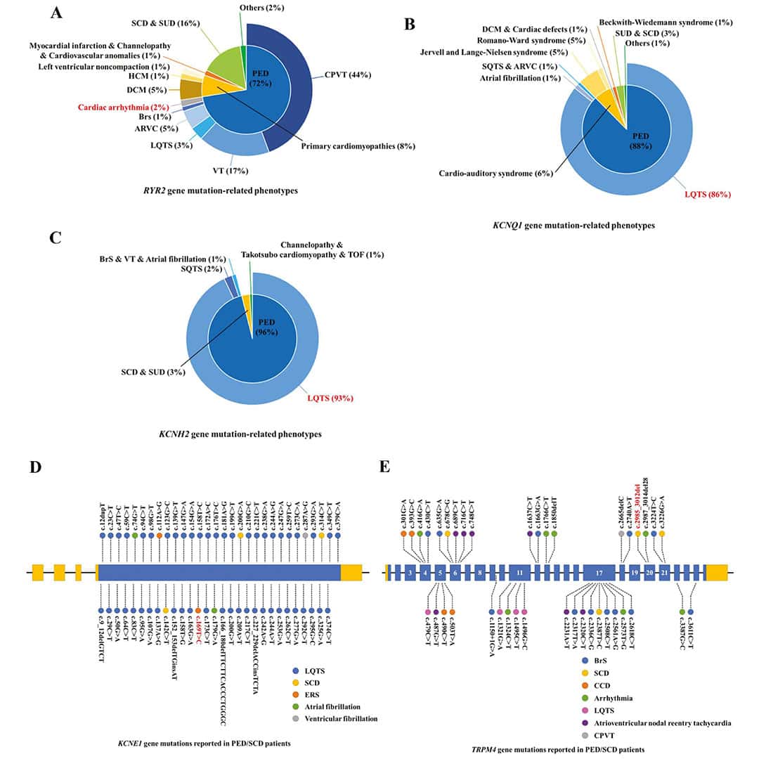 Identification of Arrhythmia-Associated Gene Mutations in Chinese Patients with Primary Electrical Disorders or Sudden Cardiac Death