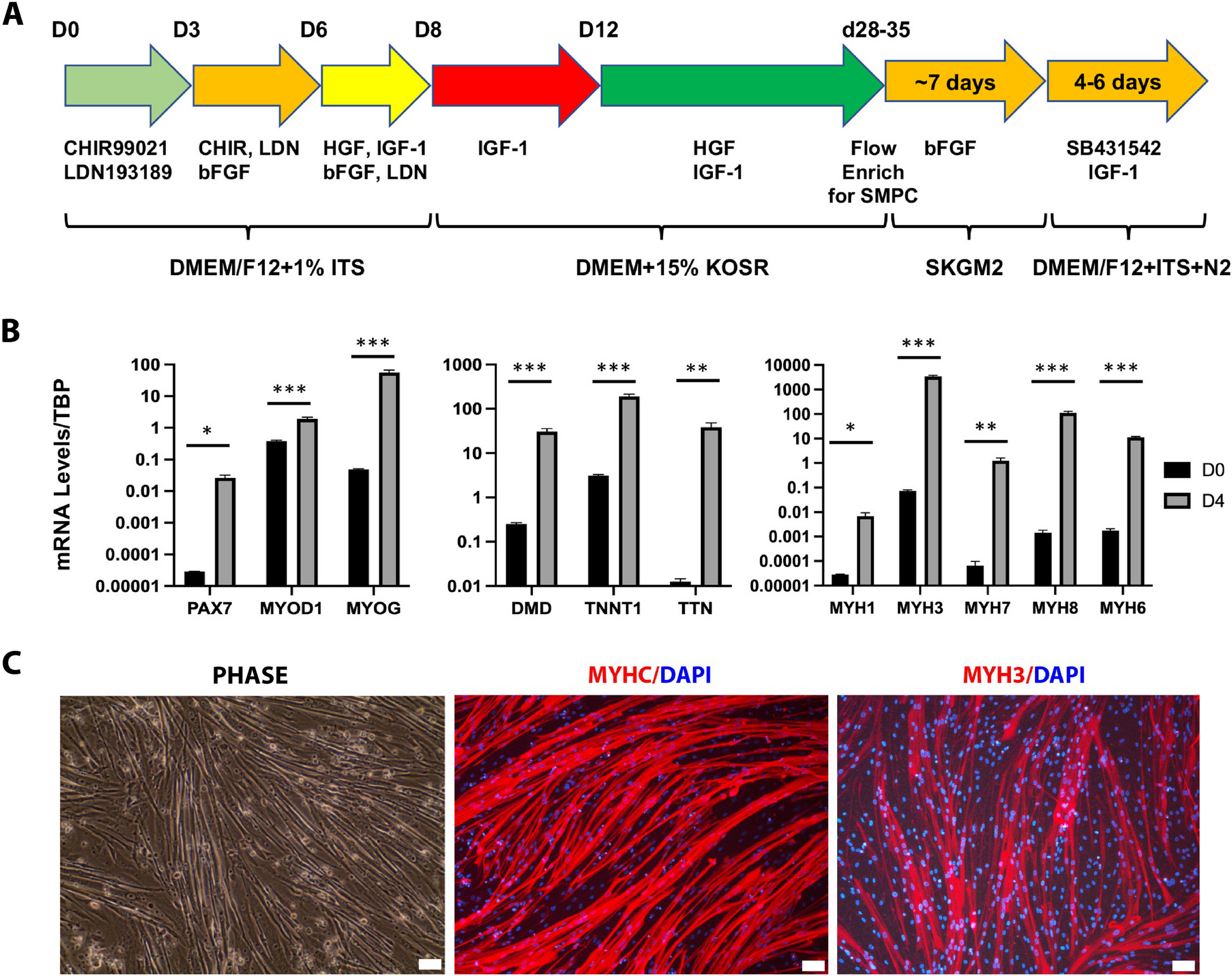 Motor neurons and endothelial cells additively promote development and fusion of human iPSC-derived skeletal myocytes