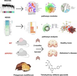 Phosphoproteomic analysis of APP/PS1 mice of Alzheimer's disease by DIA based mass spectrometry analysis with PRM verification
