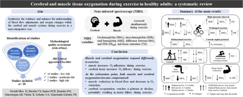 Cerebral and muscle tissue oxygenation during exercise in healthy adults: A systematic review