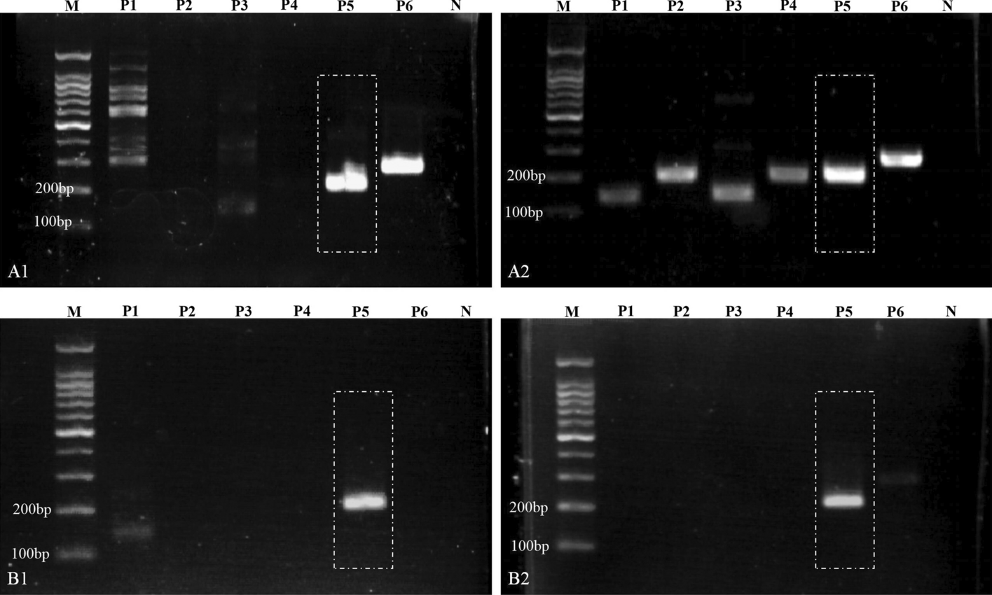 A multiplex RPA-CRISPR/Cas12a-based POCT technique and its application in human papillomavirus (HPV) typing assay