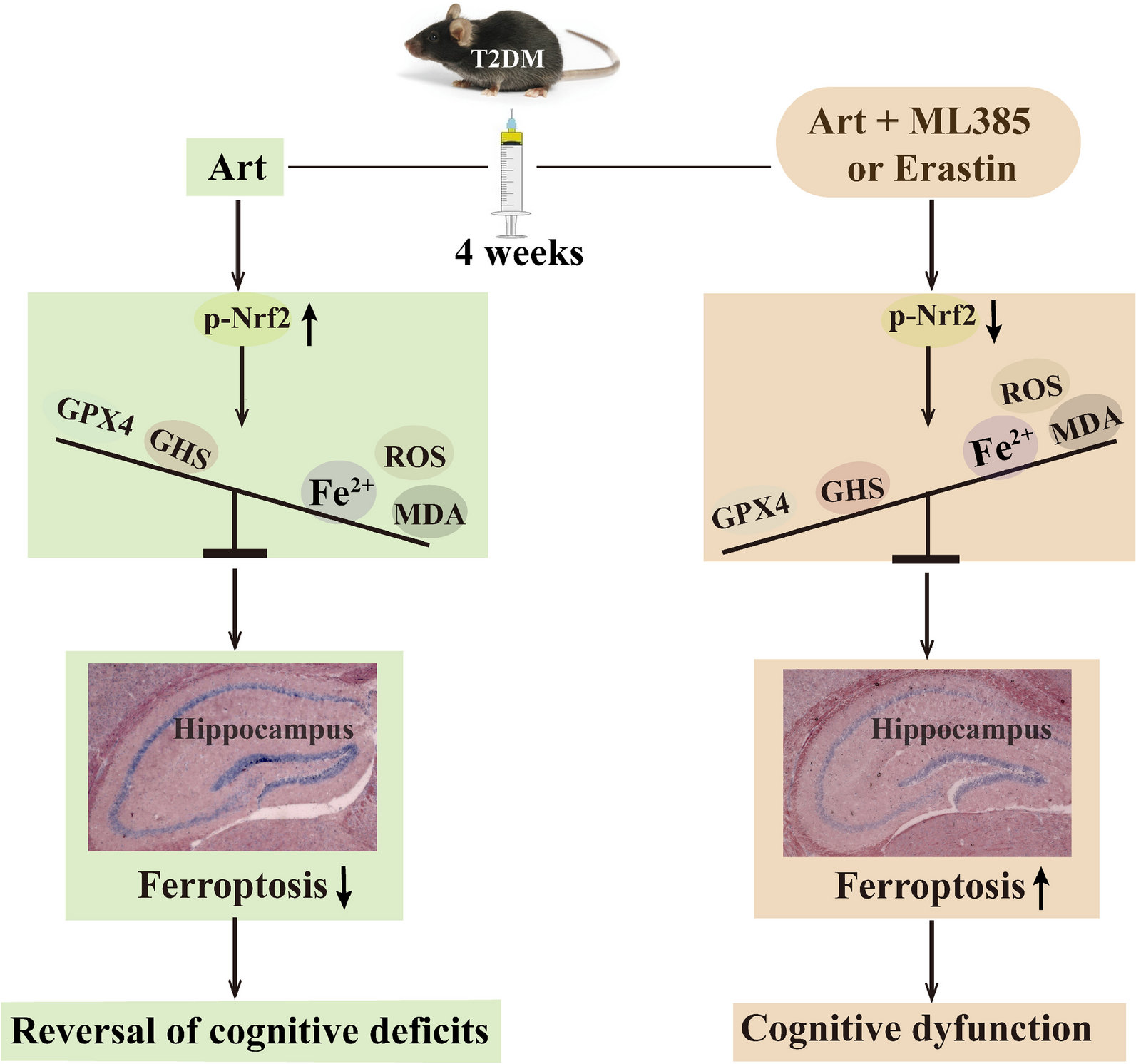 Artemisinin ameliorates cognitive decline by inhibiting hippocampal neuronal ferroptosis via Nrf2 activation in T2DM mice