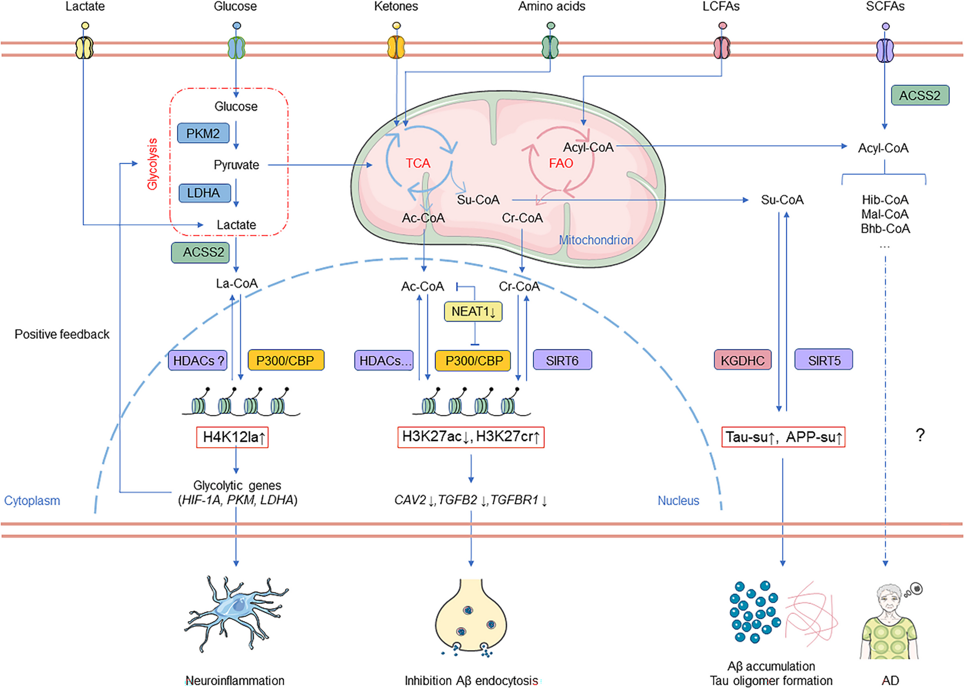 Novel histone post-translational modifications in Alzheimer’s disease: current advances and implications
