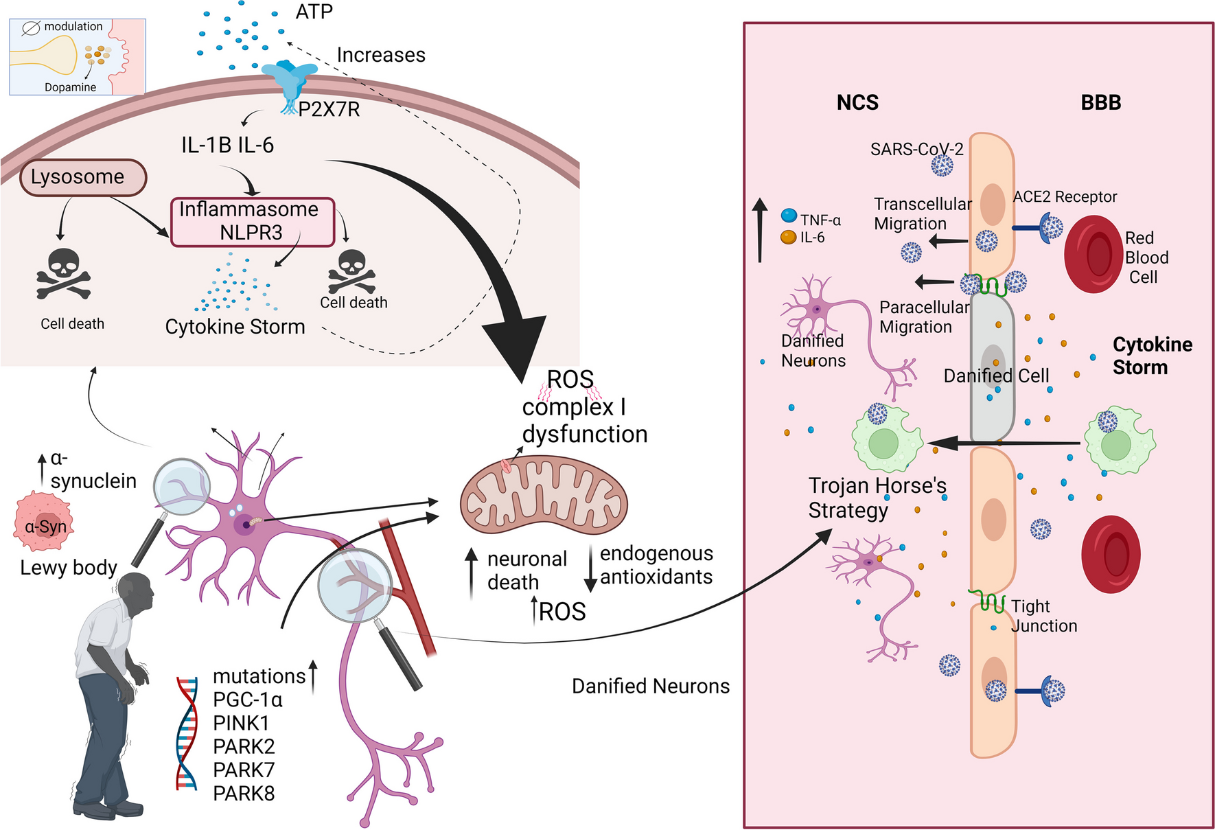 Implications of COVID-19 in Parkinson’s disease: the purinergic system in a therapeutic-target perspective to diminish neurodegeneration