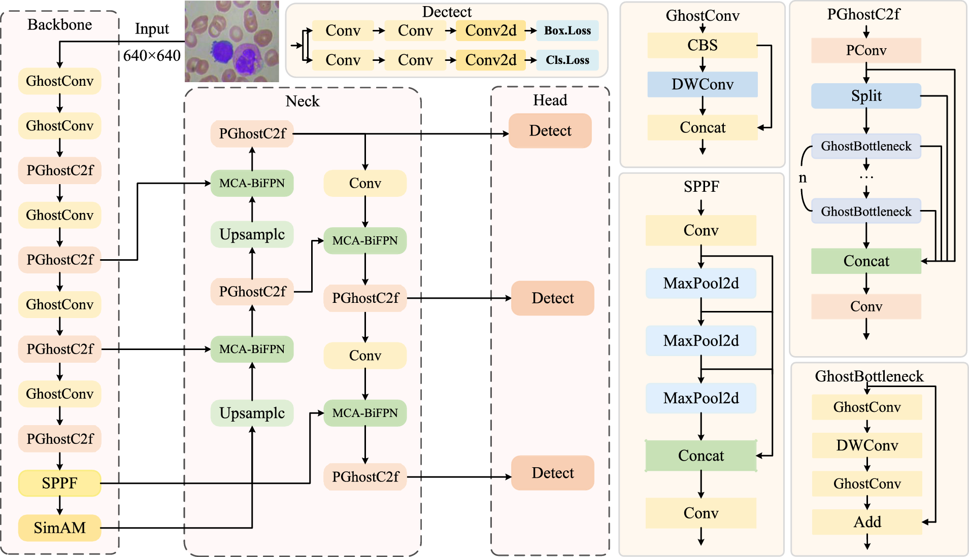 Gpmb-yolo: a lightweight model for efficient blood cell detection in medical imaging