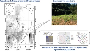 Proteomic and physiological signatures of altitude adaptation in a Myrsine coriacea population under common garden conditions
