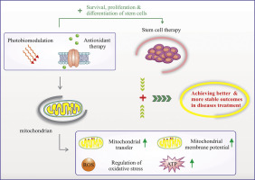 Management of oxidative stress for cell therapy through combinational approaches of stem cells, antioxidants, and photobiomodulation