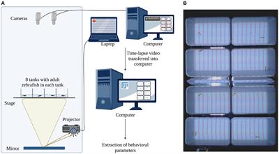 Behavioral effects of visual stimuli in adult zebrafish using a novel eight-tank imaging system