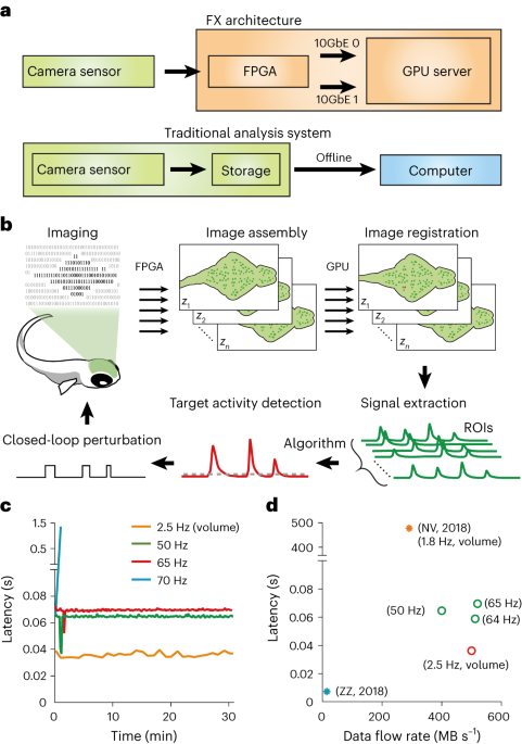 Real-time analysis of large-scale neuronal imaging enables closed-loop investigation of neural dynamics