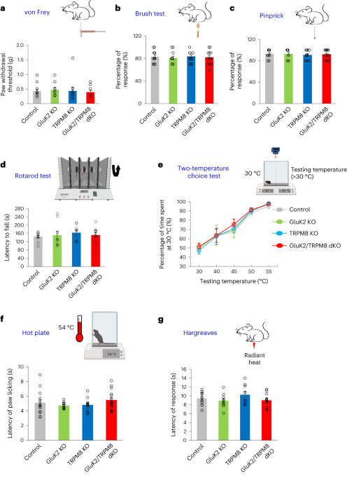 The kainate receptor GluK2 mediates cold sensing in mice
