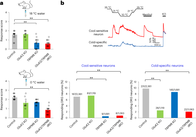 Identification of a cold sensor in peripheral somatosensory neurons
